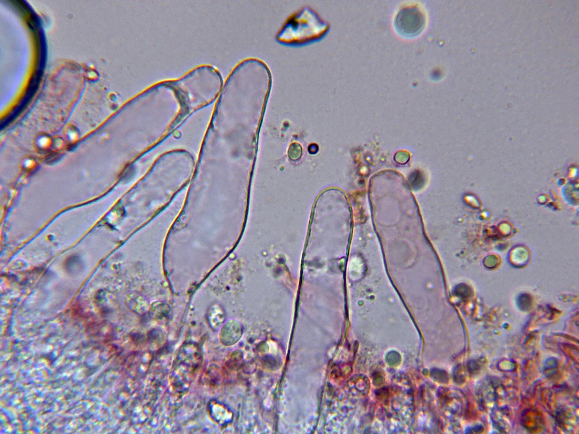 Microscopía de Phloeomana minutula - 10 - Queilocistidios-003